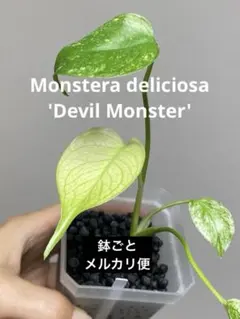 希少‼️大人気‼️】モンステラ デリシオーサ デビルモンスター 鉢ごと