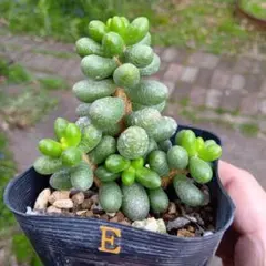 ドロサンテマム グロボーサム 多肉植物 7.5cmポット 抜き苗 現物発送