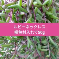 ルビーネックレス　梱包材入れて50g　セダム　垂れ下がるタイプ