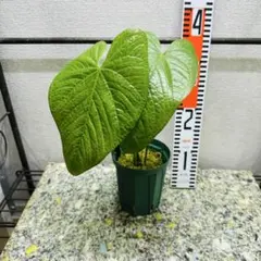 原種 アンスリウム ルクスリアンス 大株 鉢ごと発送 メルカリ便 現状