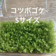 コツボゴケ　Sサイズ Aのサムネイル