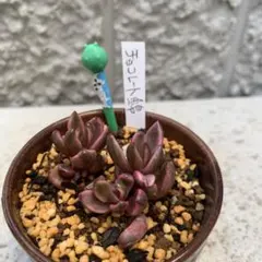 2025年最新】多肉チョコレート錦の人気アイテム - メルカリ