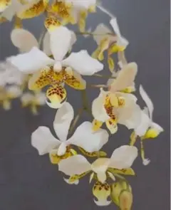 胡蝶蘭　原種　交配種　レア Phalaenopsis stuartianaのサムネイル
