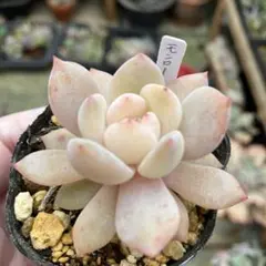 2026年最新】モンロー 多肉の人気アイテム - メルカリ