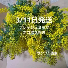 無農薬ミモザ♪フレッシュ　ネコポスいっぱい　3/11日発送　#3