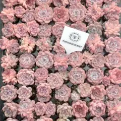 Top【選抜株】多肉植物　23969アイス　50個　鉢無し/脱土