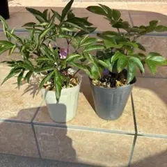 芍薬 シャクヤク 抜き根 - メルカリ