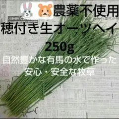 【農薬不使用穂付き生オーツヘイ250g】16時までご購入で当日発送。生産農家直送のサムネイル
