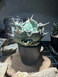 2026年最新】アガベ 白鯨 大株の人気アイテム - メルカリ