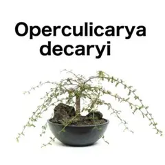 オペルクリカリア　デカリー　実生　塊根盆栽