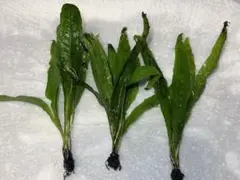 2026年最新】ミクロソリウム 流木の人気アイテム - メルカリ