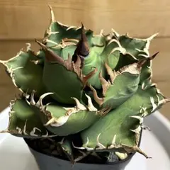 2025年最新】魔丸 アガベの人気アイテム - メルカリ