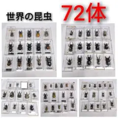 世界の昆虫 72体セット ディアゴスティーニ 標本 見本 2026年最新】ディアゴスティーニ 昆虫の人気アイテム - メルカリ