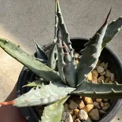 2025年最新】アガベ ネバデンシスの人気アイテム - メルカリ