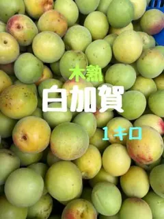 無農薬梅　木熟白加賀　1キロ　無選別のサムネイル