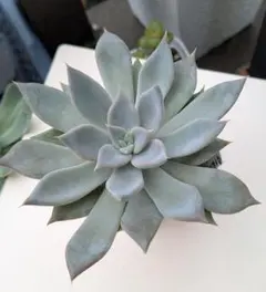 ㉜大きめ 優木園さん苗 桃くま❣️群青蓮花❣️伊弉諾❣️発根済5苗メルカリ便込 2025年最新】優木園の人気アイテム - メルカリ