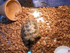 Item thumbnail for item 732f67ad-ac6a-491a-af42-43a4386e9e9b