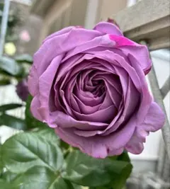2026年最新】薔薇挿し木苗の人気アイテム - メルカリ