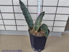 2025年最新】サンセベリアドラゴンの人気アイテム - メルカリ