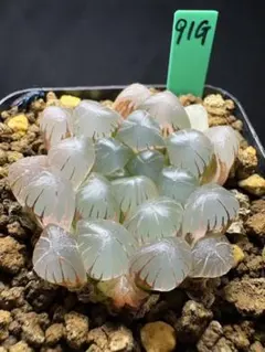 4h 多肉植物 ハオルチア OB-1実生錦 自家繁殖 鉢植え発送 - メルカリ