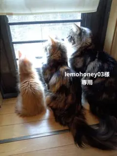 lemohoney03様専用です♪︎
