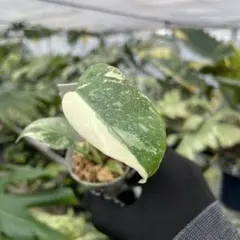 ピーポ様 リクエスト 2点 まとめ商品