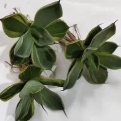 D*K様 923.多肉植物アガベ パリー トランカータ ライムストリーク　アイスのサムネイル