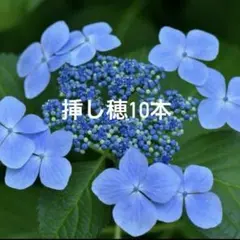 ガクアジサイ 挿し穂 10本 ブルー 青のサムネイル