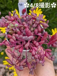 74♥ルビーネックレス♥　根あり　抜き苗　多肉植物