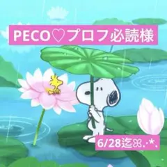 PECO ♡ 프로필 필독 전용 페이지
