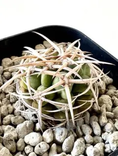 2026年最新】フェロシオールの人気アイテム - メルカリ