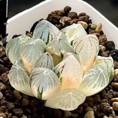 18a 多肉植物 ハオルチア　原種オブツーサ錦　自家繁殖　鉢植え発送 18a 多肉植物 ハオルチア 原種オブツーサ錦 自家繁殖 鉢植え発送