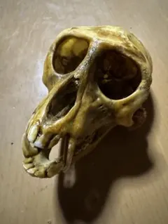 2026年最新】猿 頭蓋骨の人気アイテム - メルカリ