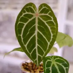 24 アンスリウム　レッドクリスタリナム×SKGシルバー　大株　親株級　ラメ感 24 アンスリウム レッドクリスタリナム×SKGシルバー 大株 親株級 ラメ