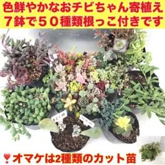C)カラフル多肉植物寄植え7鉢、50種類抜き苗でお届け❣️オマケはカット苗２種類