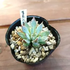 青鬼 ミックスベリア 多肉植物 エケベリア 抜き苗
