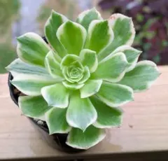 306 香炉盤超白錦 多肉植物 アエオニウム 抜き苗 - メルカリ