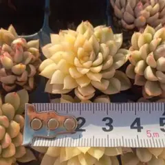 まゆゆ様 リクエスト 3点 まとめ商品