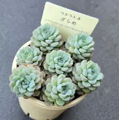 ❣️札つき 多肉植物 セダム つぶつぶ屋 ★ざらめ★ 抜き苗のサムネイル