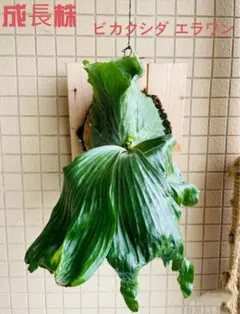 MS310 5株セットPlatycerium Erawanビカクシダ エラワンのサムネイル