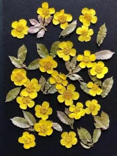 Item thumbnail for item 94bb61b7-1014-48c9-9d3b-dc4583a013b1