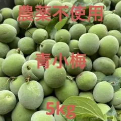 農薬不使用　梅シロップ、かりかり梅に！青梅　小梅サイズ　　5kgのサムネイル