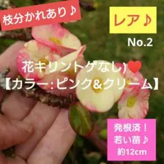 No.5【レア♪】トゲなし花キリン(ピンク&クリーム)♥️ - メルカリ