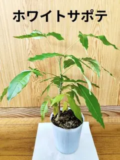 ➀モルツビー ホワイトサポテ接木苗 耐寒性 - メルカリ