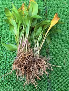 ギボウシ 苗 紫色の花 根付き　10苗 10苗 ギボウシ 根付き苗 紫の花 - メルカリ