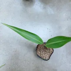 タビビトノキ　④のサムネイル