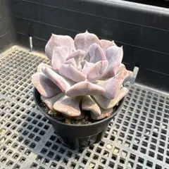 A2209 新入荷 キュービックフロスティー錦 エケベリア 多肉植物 - メルカリ