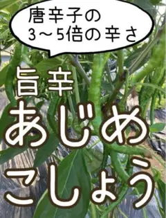 青唐辛子 あじめこしょうのサムネイル