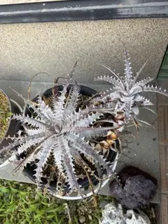 C*O様 Dyckia 'Pink Millipede' - メルカリ