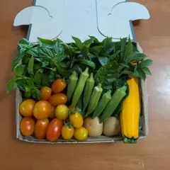 新鮮野菜セットのサムネイル